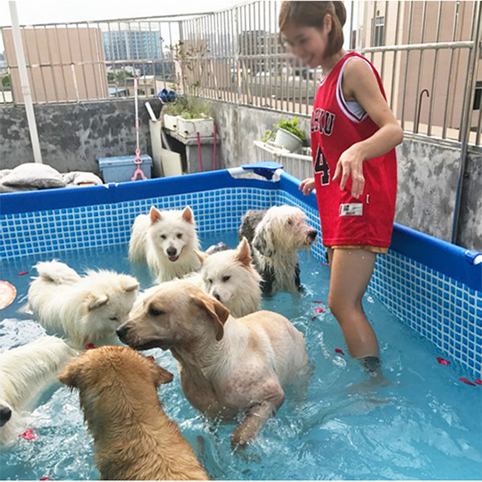 水池大型狗狗游泳池金毛泰迪泳池折叠宠物戏水游泳池