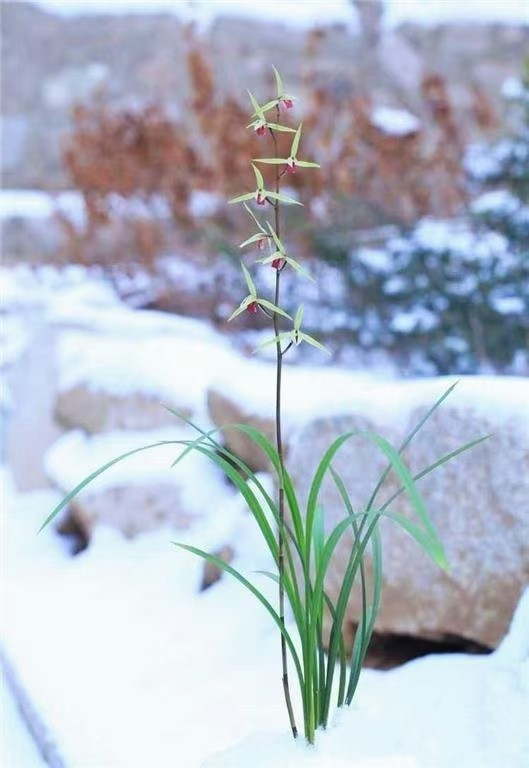 细叶兰素大圆小型寒兰高出浓香叶姿秀美灵动绿植