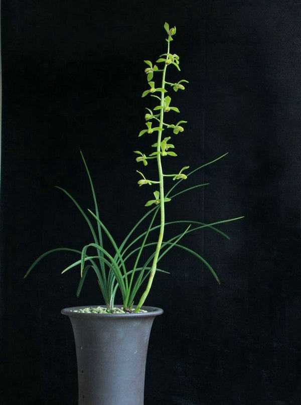 水仙蕙兰荡字老八小型荷型名种时令草本花卉