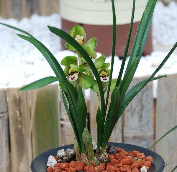 环球荷鼎春兰浓香品种传统正格荷瓣精致花品时令草本花卉