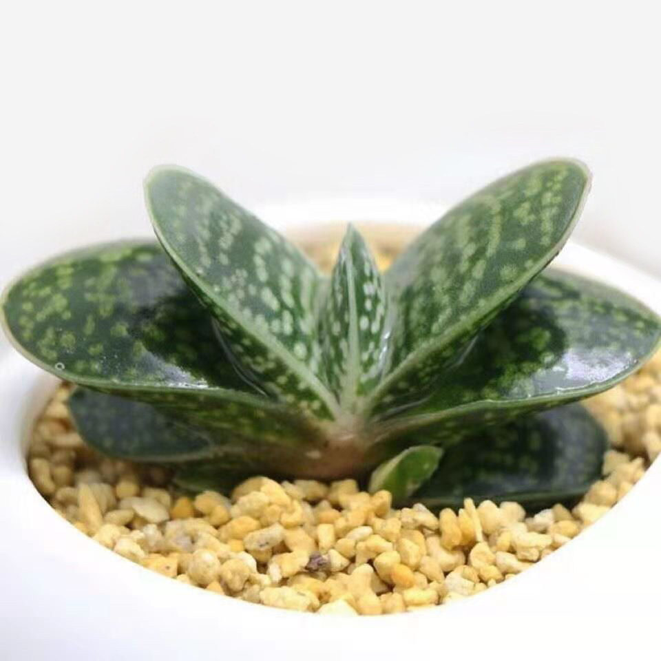 元宝多肉寓意招财进宝摆放客厅阳台台子宝帝防辐射多肉植物