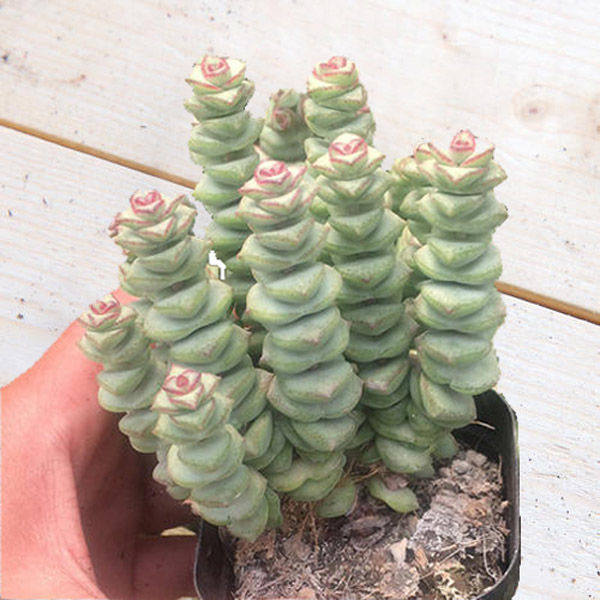 钱串多群生老桩植物寓意招财进宝趣味办公室净化空气多肉植物