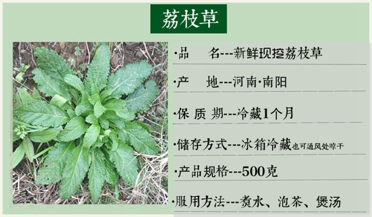 荔枝新鲜雪见草带根深山现挖食用皱草农村全部其他药食同源食品