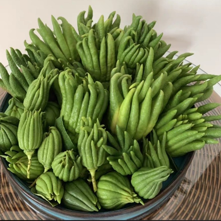 佛手现摘现发金华新鲜瓜香橼果清供佛手果