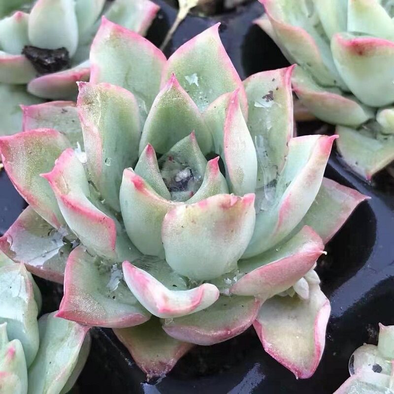 绿如意多杂交新品稀有有小限量室内组合盆栽多肉植物