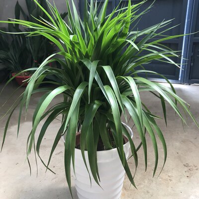 龙须树 多头龙血铁树 室内客厅盆栽大型植物绿植花卉盆景吸甲醛等