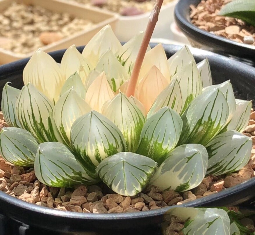 肉客多肉植物花卉盆栽稀有霓虹灯玉露组培无根多肉植物