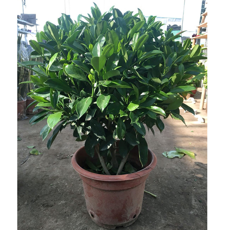 阳台客厅大型绿植盆栽花卉非洲茉莉绿色植物净化空气时令草本花卉