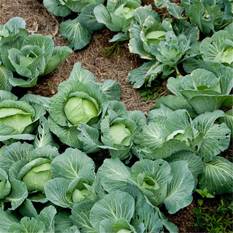 莲花白新鲜包心菜卷心菜绿甘蓝白菜四川农家绿色时令蔬菜4-6斤