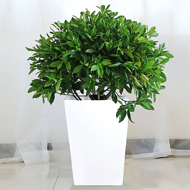 非洲茉莉盆栽花卉植物绿植办公办公室室内观赏绿植