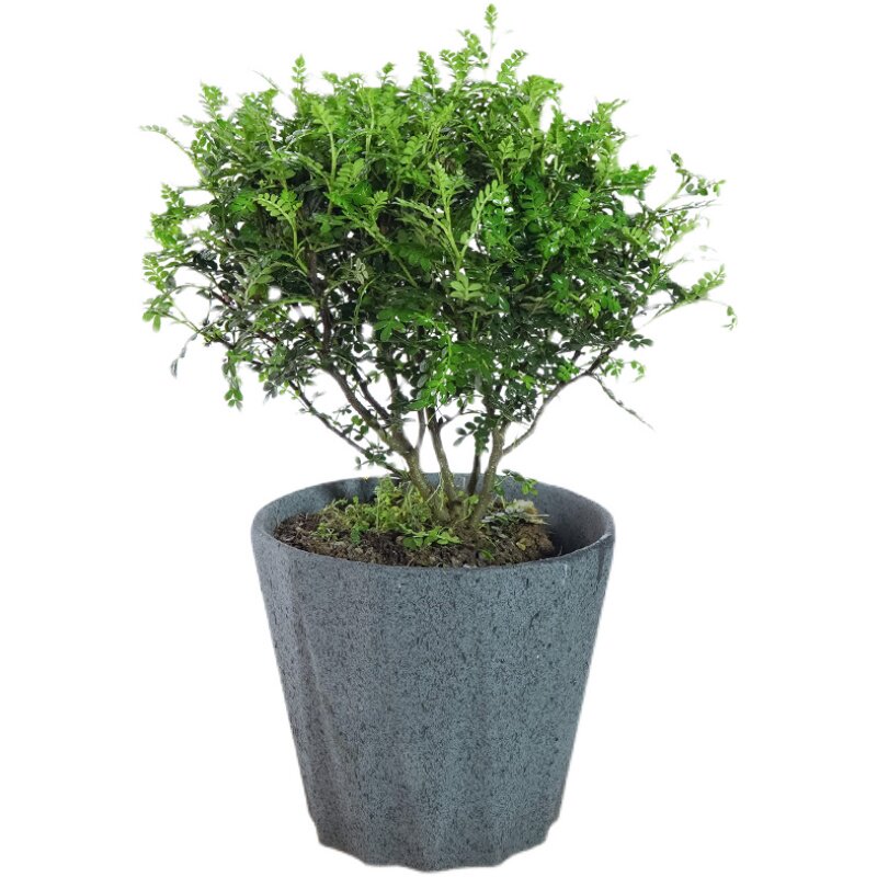 清香木驱蚊盆栽植物清香香叶木室内提神花卉绿植绿植