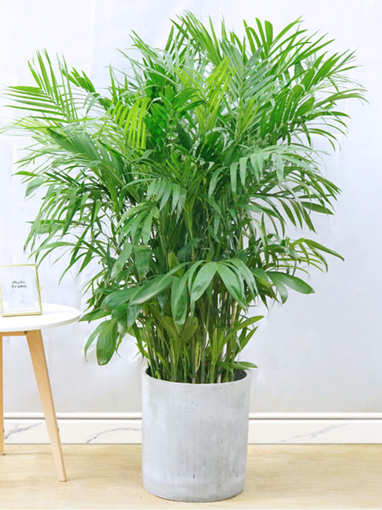 夏威夷盆栽椰子散尾竹子甲醛新房装修花卉绿植绿植