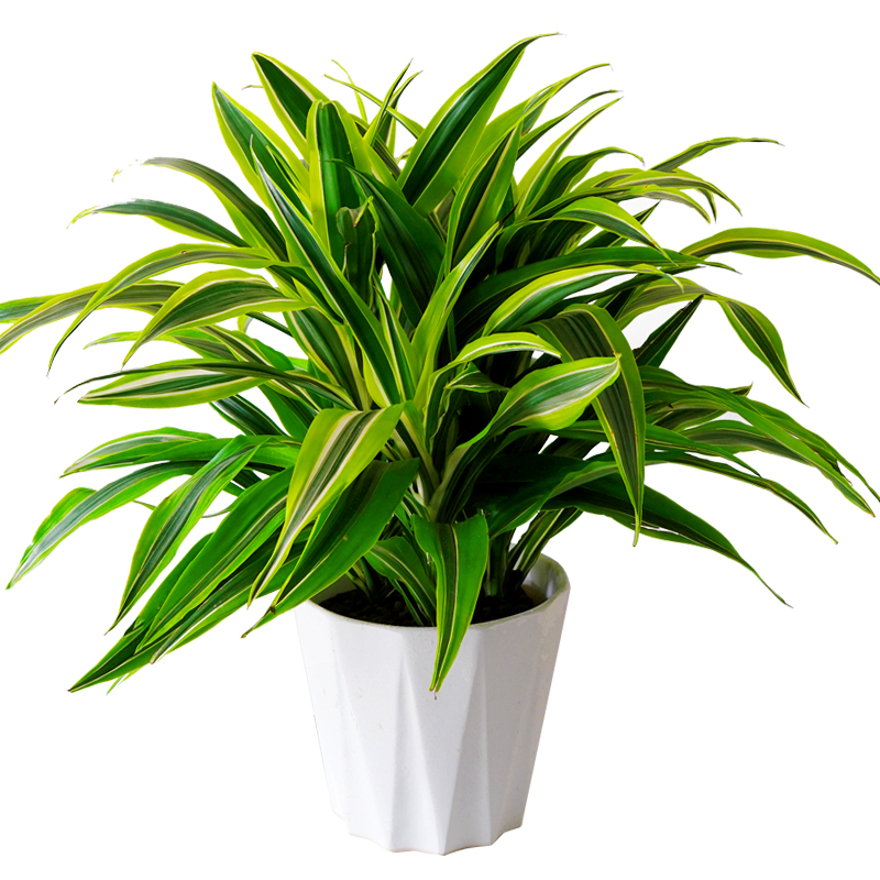 巴西美人盆栽西铁金边客厅办公办公室室内净化空气绿植