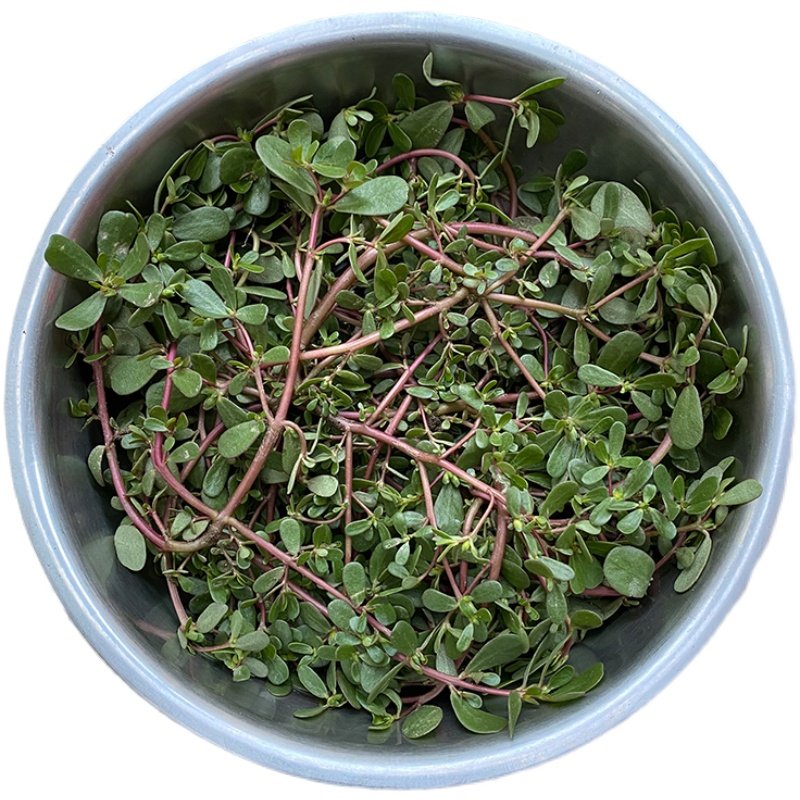 新鲜野生马齿苋当季现挖长寿五行行草马蜂菜马其它