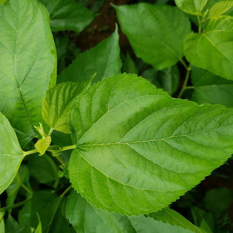 新鲜桑叶鲜嫩蚕叶蚕宝宝蚕卵学生桑树叶活大桑叶现摘