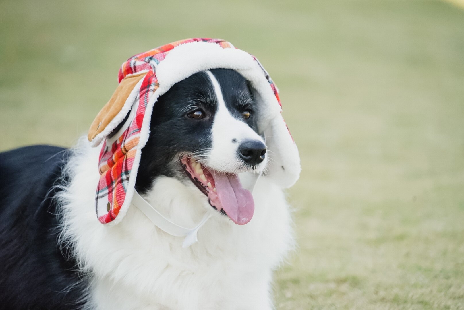 狗狗秋冬帽子呆瓜家宠物宠物狗保暖雷锋飞行员大狗帽子