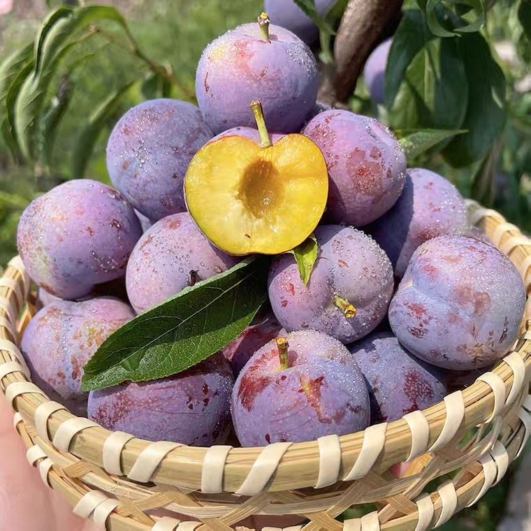 顺丰空运四川汶川红脆李脱骨李子水果新鲜当季李子