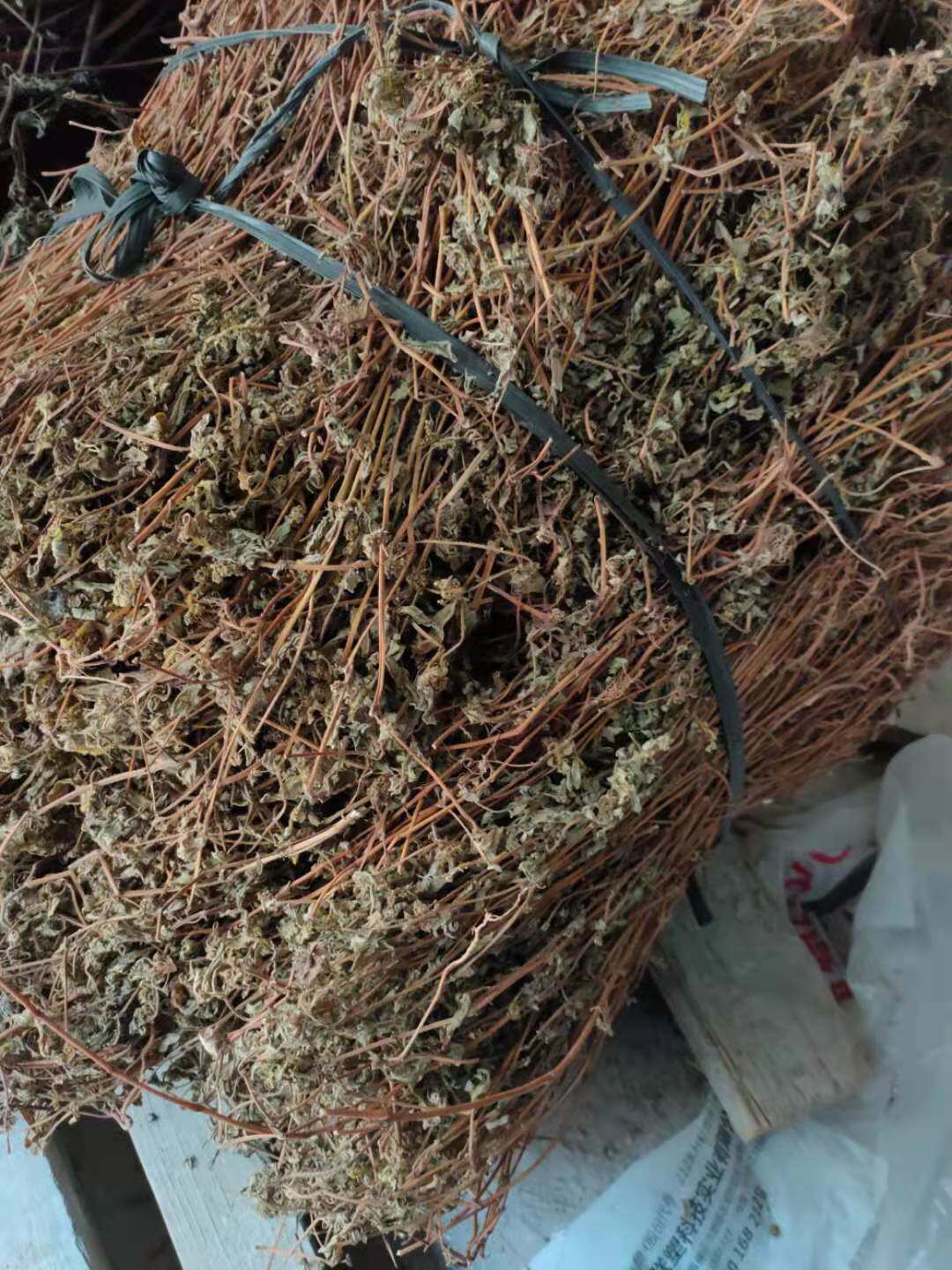 飞扬农民自采野生大飞乳汁草乳籽草克全草干其他药食同源食品