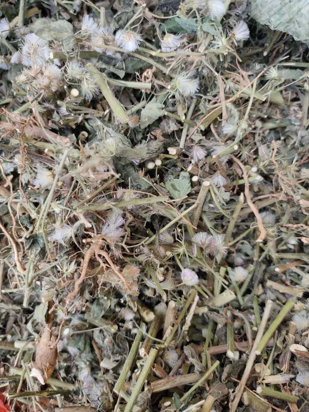 广西野生新晒夜香牛消山虎寄色草全株干品天然无硫500g可食用