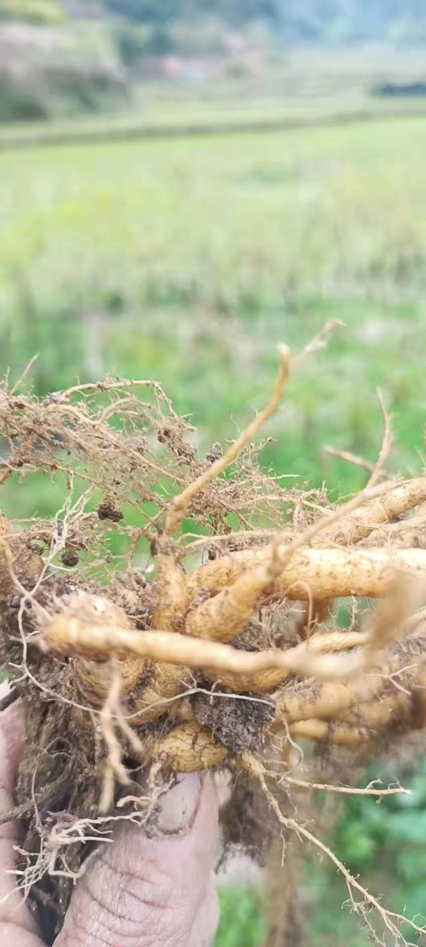 新鲜雾水葛脓见消咄脓膏糯米藤拔脓膏山草药纯根全株
