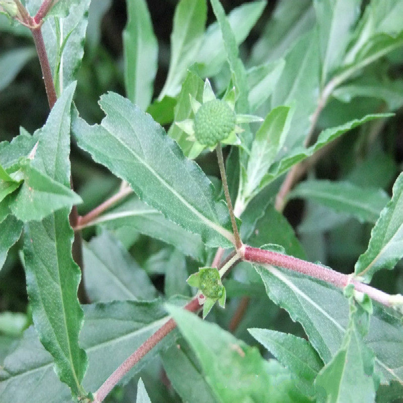 野生旱莲墨旱鳢肠墨草老鼠500g包邮干其他药食同源食品
