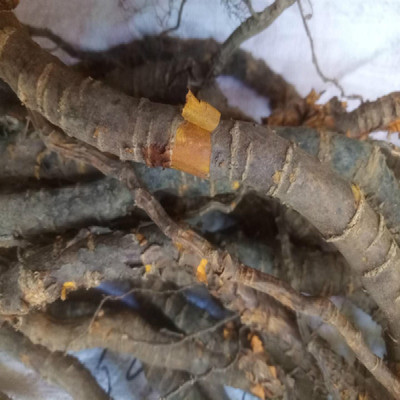 野生铁包金 小叶铁包金 黑皮铁包金 纯根整根发货1000克