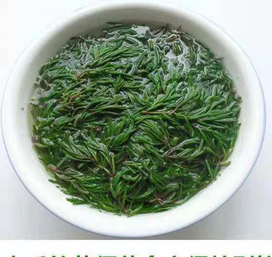 潍坊盐碱盐碱地地黄西菜黄须菜黄席菜碱蓬菜海英菜甜瓜