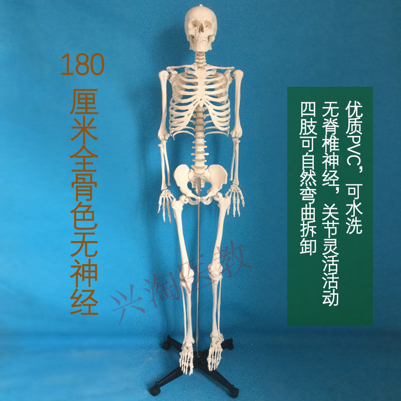 人体模型骨骼骨架成人仿真小白全身骷髅玩具其他模型玩具