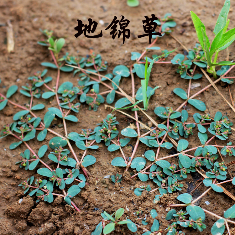 野生雪见愁铺地锦地蓬草卧蛋草地蔪草奶浆草 克 500 年干货地锦草 19