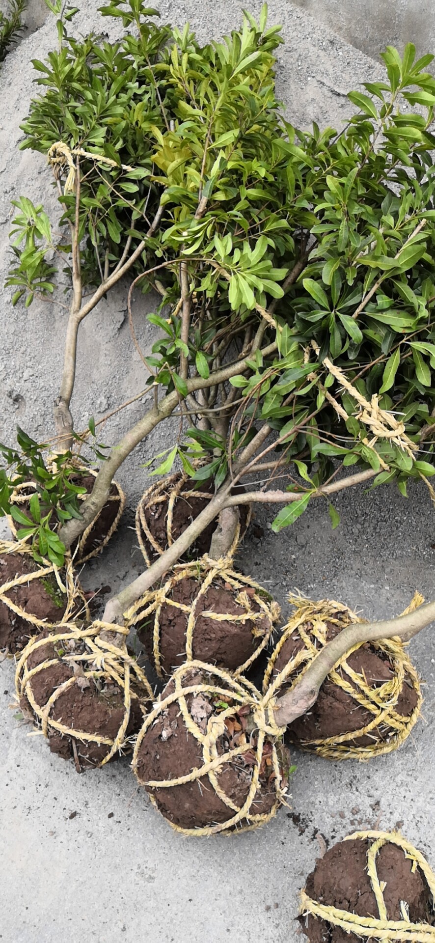 杨梅浙江兰溪嫁接正宗黑炭三年果树树带发货水果种子