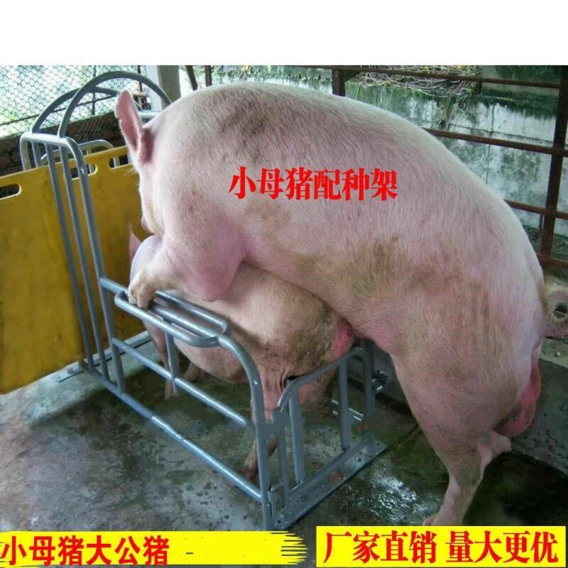 母猪配种架后背器械交配定位500斤猪场套装700斤公猪工具用品家禽