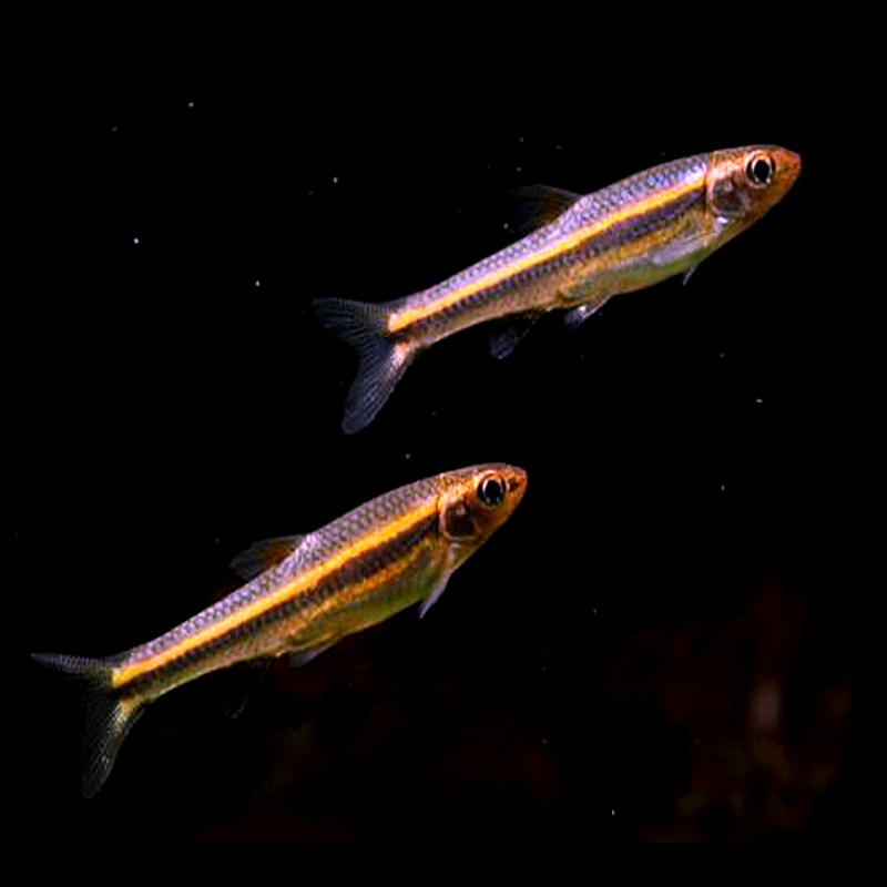 冷水鱼紫光精灵灯活体淡水鱼热带观赏鱼幻彩霓虹灯小型灯科鱼包邮