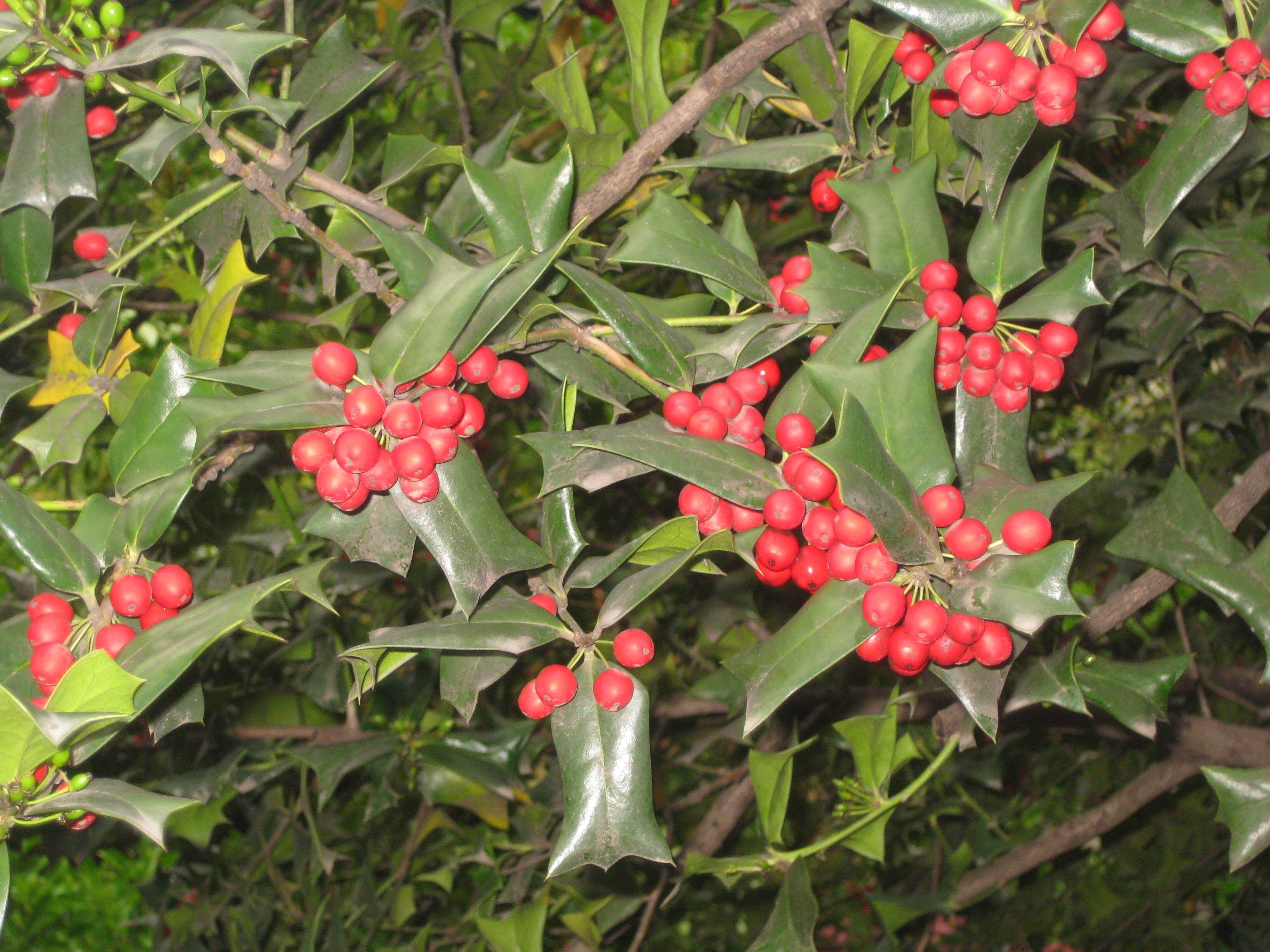 庭院室内耐寒点缀植物 枸骨 无刺枸骨 红果 枸骨冬青 吉祥树种