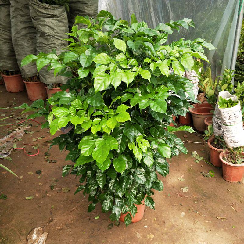 幸福树绿宝盆栽盆景室内客厅办公室大型绿色植物盆栽四季常青包邮