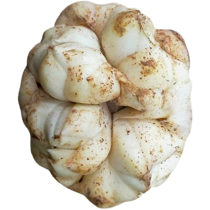 宜兴5斤特产无锡太湖微苦食用药用大果四瓣新鲜百合