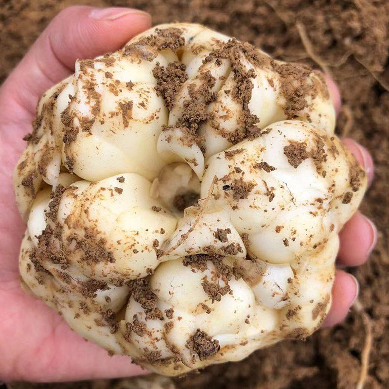 2022湖南龙山百合新鲜现挖5斤大果药用食用新鲜百合