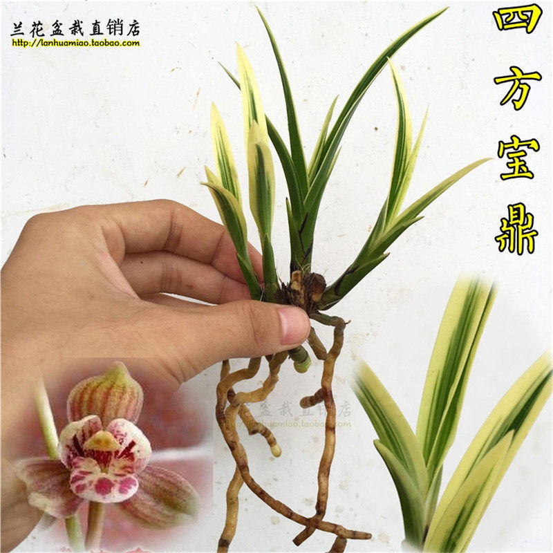 四季进化四方宝鼎精品兰兰花苗办公室高档矮种时令草本花卉