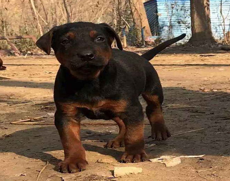 纯种莱州红幼犬活体大型看家护院犬血统苏联红犬黑狼幼崽川红狗狗