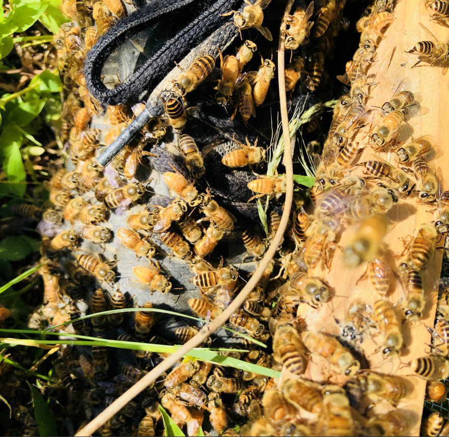 黄金中蜂双色蜂土蜂繁殖快产卵强贵州蜂王蜂群带箱带脾小黄蜂