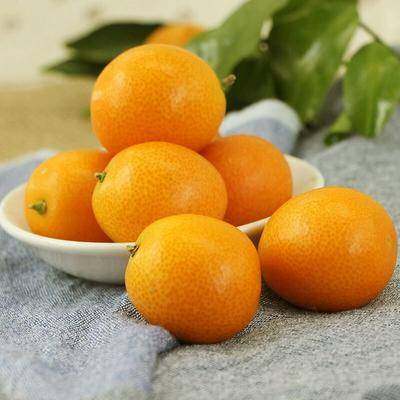 金桔脆皮新鲜广西小金金橘非融水果孕妇桔子