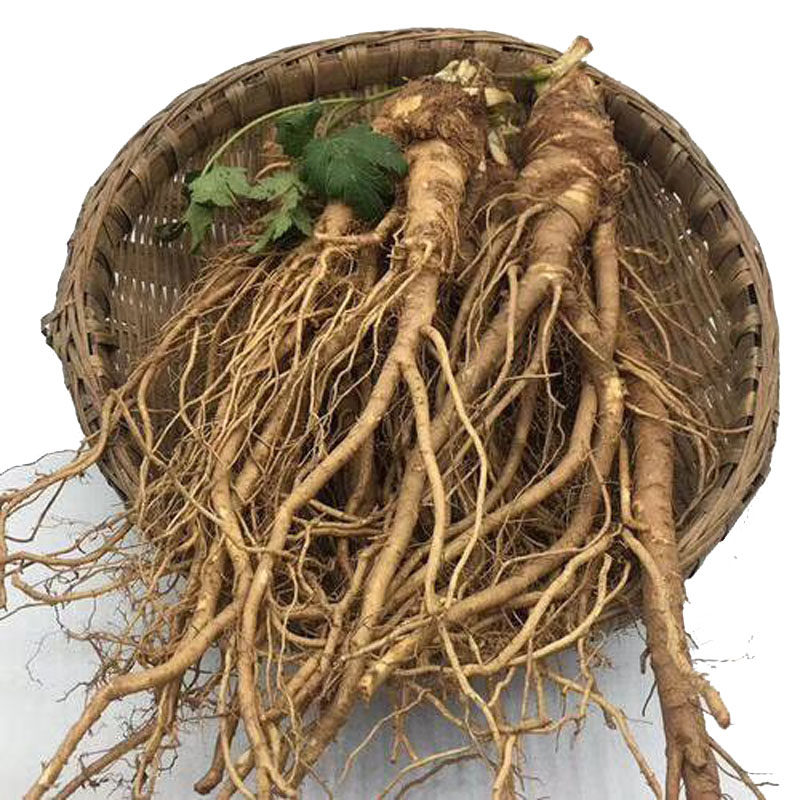 当归新鲜500克包邮纯露四川现挖现满当归