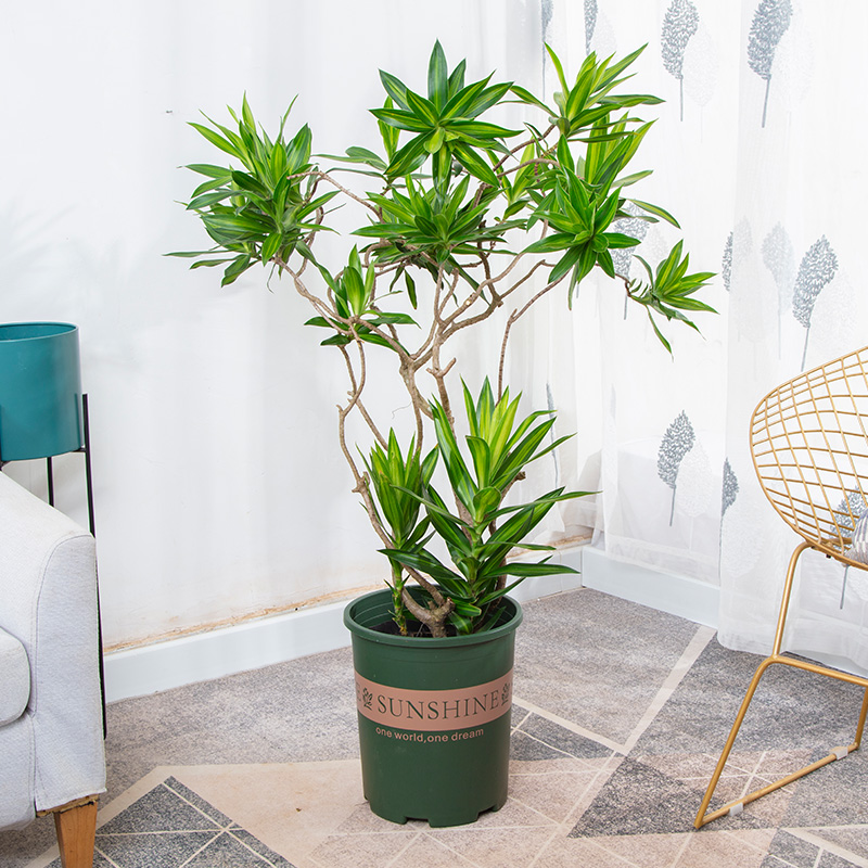 金心百合竹大盆栽室内好养植物一物一拍金边大型绿植