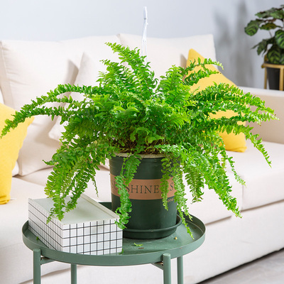 肾蕨排骨草蕨类盆栽室内外装饰花架庭院甲醛净化空气植物绿植