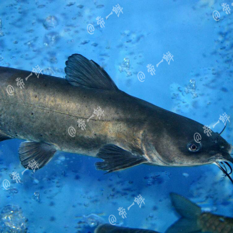 天津鲜活清江江鱼江团鱼鮰鱼烤鱼25斤左右海鲜淡水鱼类