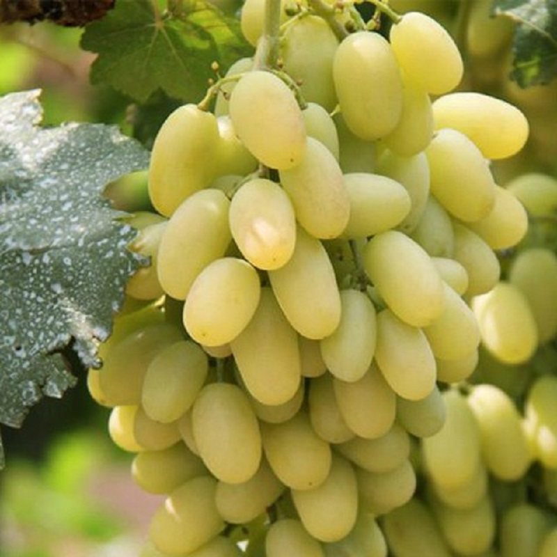 葡萄白马奶水果顺丰6斤整箱提子超甜当季新鲜葡萄