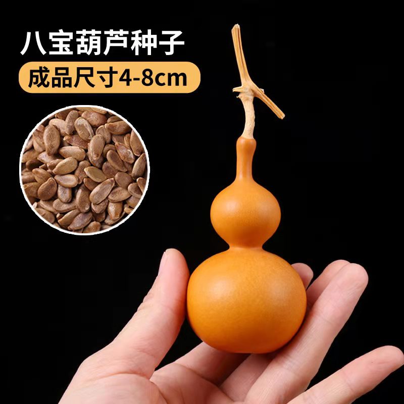 绿植手捻葫芦种子阳台盆栽盆景特大葫芦籽大全种植文玩小葫芦种籽