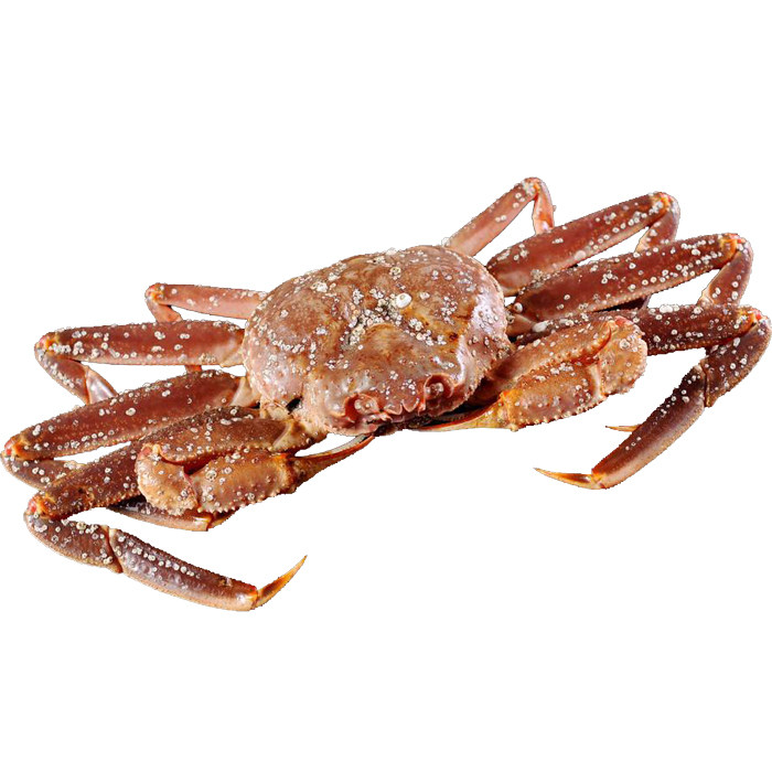 板蟹日本北海道松叶特大鲜活阿拉斯加俄罗斯长脚蟹雪鳕蟹