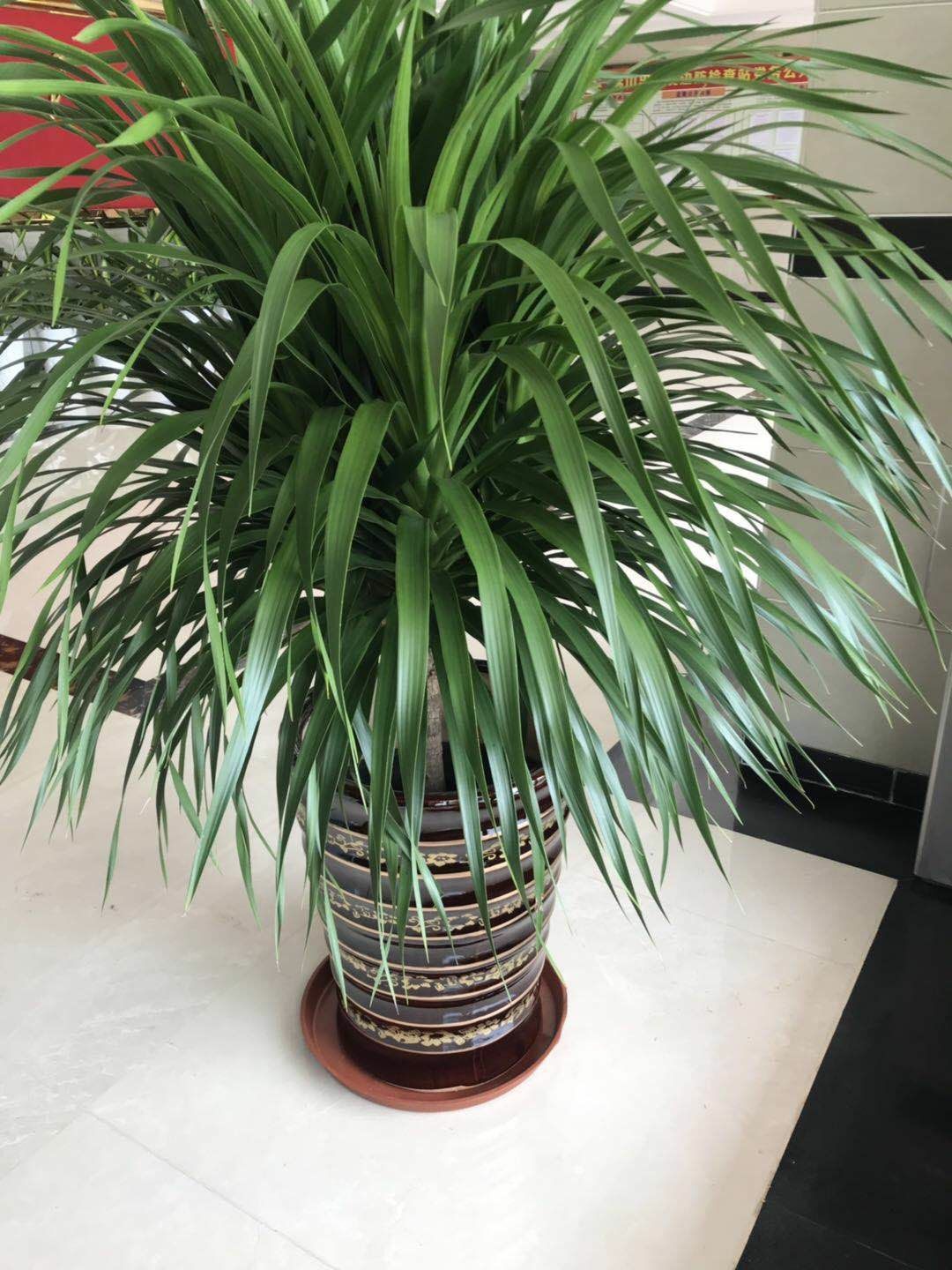 佛山室内植物龙须树大型绿植龙利盆栽龙血龙铁树绿植