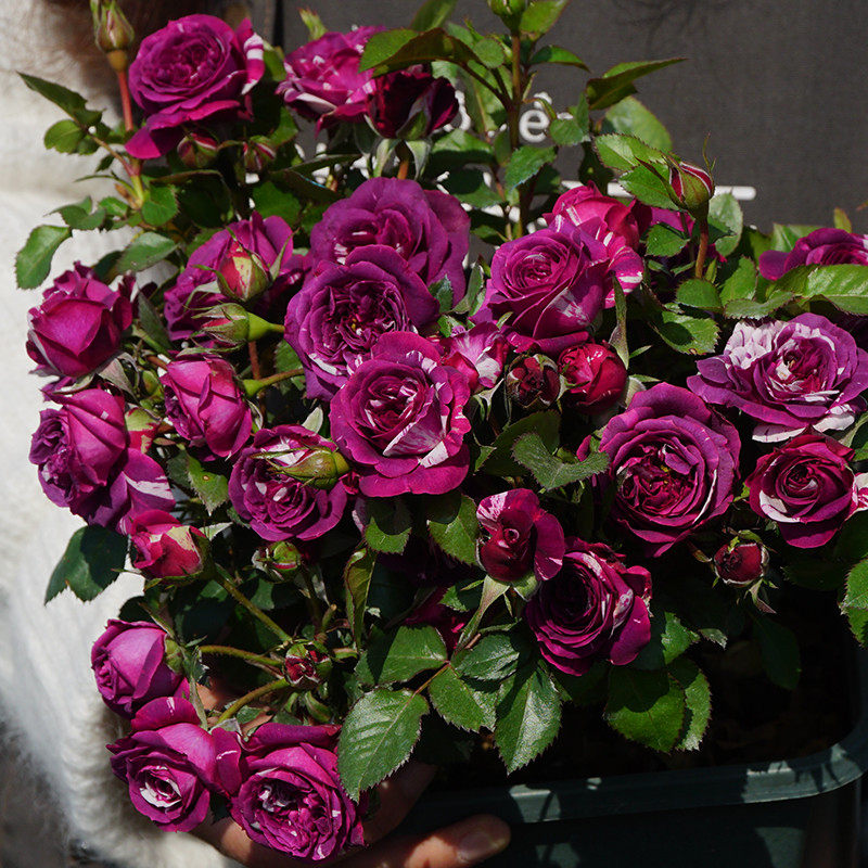 芬芳宝石月季月季花花苗大苗条纹多头浓香四季花卉