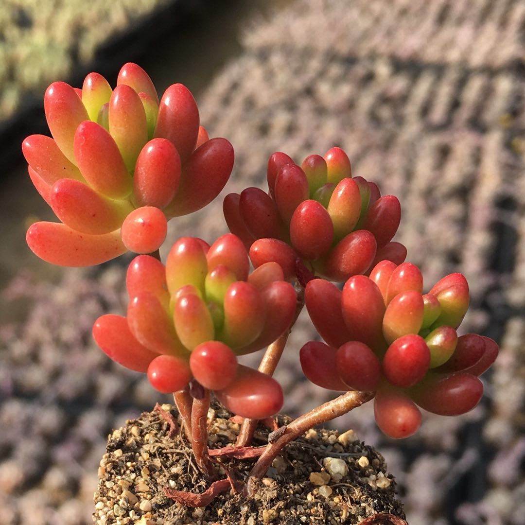 虹之玉多植物红之群生小桩红色一物一拍新手多肉植物